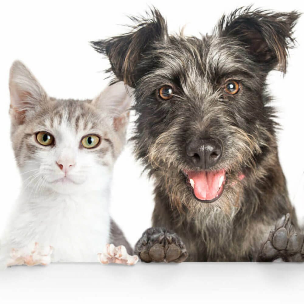 Visual_diverse-huisdieren-scaled-e1674854307130-q1aoacm9hgcg21qgxnxyf8nxtabfq4eus8fejn3rio